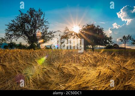 Sommerlandschaft in der Landschaft mit Sonne über Bäumen und einem Weizenfeld. Stockfoto