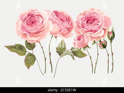 Satz von Rosen Stock Vektor