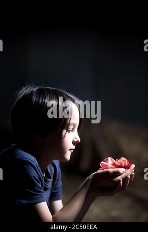 Blonde Kind, Junge, hält einzelne rosa Rose, close Portrait mit schönen weichen Licht Stockfoto