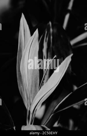 TI Pflanze, Cordyline fruticosa imae. Lange, helle, violette und rosa Blätter einer tropischen Pflanze im Garten Stockfoto