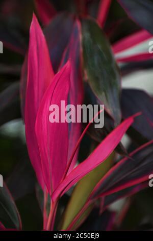 TI Pflanze, Cordyline fruticosa imae. Lange, helle, violette und rosa Blätter einer tropischen Pflanze im Garten Stockfoto