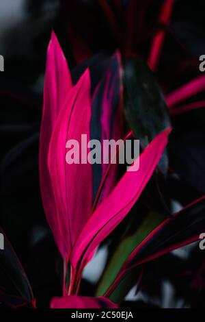 TI Pflanze, Cordyline fruticosa imae. Lange, helle, violette und rosa Blätter einer tropischen Pflanze im Garten Stockfoto