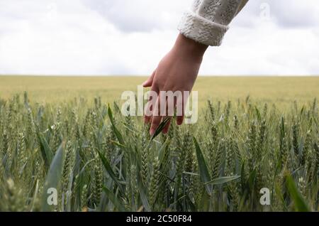 Weibliche Hand berühren Reifung gelb goldenen Weizen Roggen Ohren im Frühsommer im Weizenfeld während des Sonnenaufgangs. Blauer Himmel auf dem Hintergrund Stockfoto