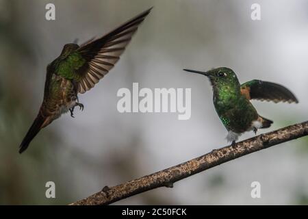 Der Buff tailed coronet Kolibri (Boissonneaua flavescens), der einen territorialen Streit über einen bevorzugten Barsch hat. Stockfoto