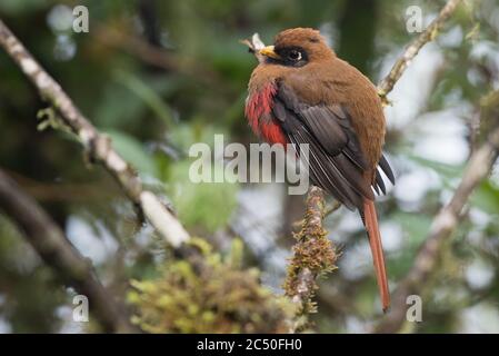 Ein maskierter Trogon (Trogon personatus) von der Westseite der Anden in Ecuador. Stockfoto