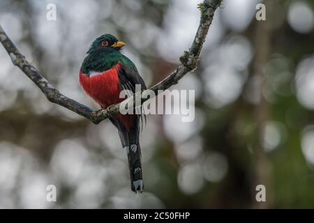 Ein männlicher maskierter Trogon (Trogon personatus) von der Westseite der Anden in Ecuador. Stockfoto