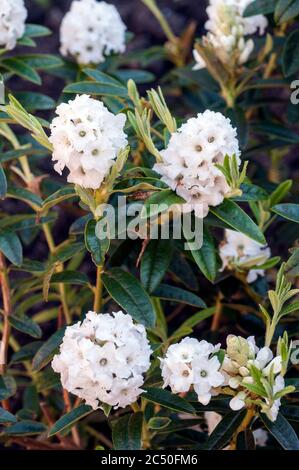 Nahaufnahme der Zwergkrautblume Arktische Seeschwalbe. Ein lang anhaltender, reiner, immergrüner, mehrjähriger Strauch, der im Juni blüht. Stockfoto