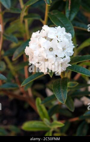 Nahaufnahme der Zwergkrautblume Arktische Seeschwalbe. Ein lang anhaltender, reiner, immergrüner, mehrjähriger Strauch, der im Juni blüht. Stockfoto