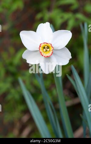 Einzelnarcissus Fasane Auge im Frühjahr. Poeticus recurvus ist ein weißer Narcissi mit einer kleinen gelben & roten Korona. Eine Poeticus daffodil Division 9. Stockfoto