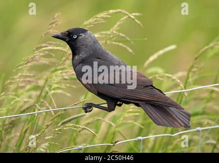 Dohlendaw (Corvus monedula, Coloeus monedula), auf einem Drahtzaun, Seitenansicht, Niederlande Stockfoto