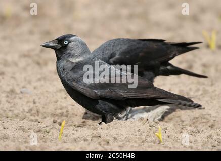 Dohlen (Corvus monedula, Coloeus monedula), auf einem Hektar Land, Seitenansicht, Niederlande Stockfoto