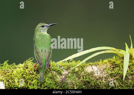 Rotbeinige Honigbuntkrautbling (Cyanerpes cyaneus), Weibchen sitzt auf einem Zweig, Costa Rica, Boca Tapada Stockfoto