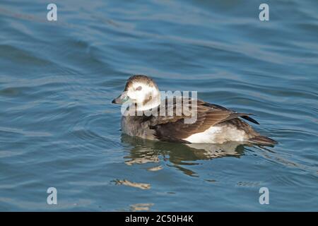 Langschwanzente (Clangula hyemalis), schwimmende junge Hündin, Seitenansicht, Niederlande Stockfoto