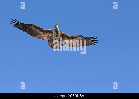 Brauner Pelikan (Pelecanus occidentalis), juvenil im Flug, Costa Rica Stockfoto