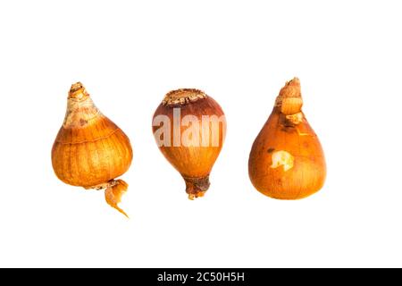 Riesensnowdrop, großer Snodrop (Galanthus elwesii), Birnen, Ausschnitt, Niederlande, Frisia, Wolvega Stockfoto