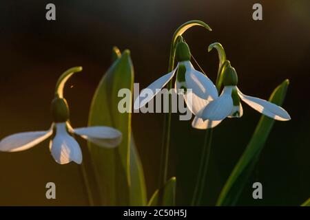 Riesenglimmer, großer Snodrop (Galanthus elwesii), blühend im Backlight, Niederlande, Frisia, Wolvega Stockfoto