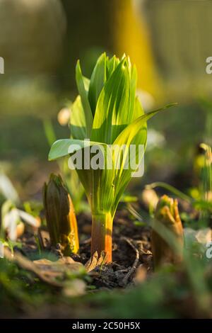 Krone Kaiserreiche Lilie (Fritillaria imperialis), Schießen im Frühjahr, Niederlande, Frisia Stockfoto