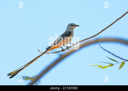 Scherenschwanzflycatcher, Texas-Paradiesvogel, Schwalbenschwanzflycatcher (Tyrannus forficatus), Barsche auf einem Ast, Costa Rica Stockfoto