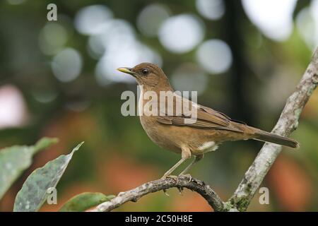 Tondrossel (Turdus greyi), Barsche auf einem Ast, Costa Rica, La Fortuna Stockfoto