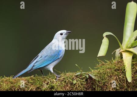 Blaugrauer Tanager (Thraupis episcopus, Tangara episcopus), sitzt auf einem Zweig, Costa Rica, Boca Tapada Stockfoto