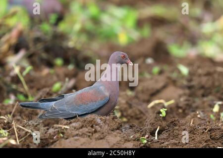 Rotschnabeltaube (Columba flavirostris, Patagioenas flavirostris), auf einem Feld, Costa Rica, Boca Tapada Stockfoto