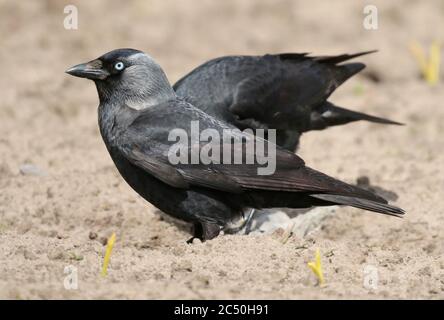 Dohlen (Corvus monedula, Coloeus monedula), auf einem Hektar Land, Seitenansicht, Niederlande Stockfoto