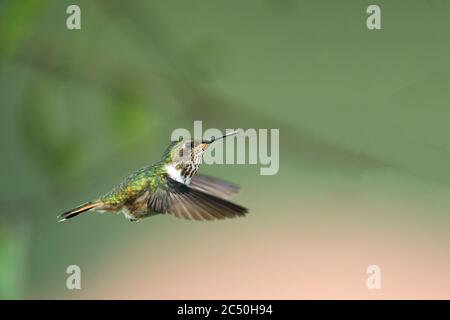 Vulkan Kolibri (Selasphorus flammula), Weibchen im Flug, Seitenansicht, Costa Rica, Los Quetzales Nationalpark Stockfoto