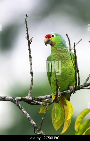 Rot-gelored amazonas (Amazona autumnalis), sitzt auf einem Baum, Costa Rica, Boca Tapada Stockfoto