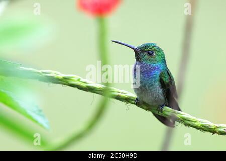 Blaukastiger Kolibri (Amazilia amabilis), Männchen sitzt auf dem Stamm des rosa Schlangenwelses (Stachytarpheta mutabilis), Costa Rica, Boca Tapada Stockfoto