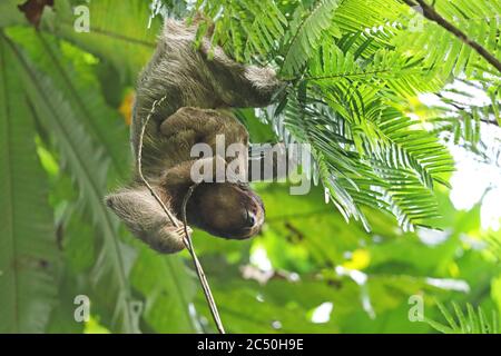 Braunkehlfaultier (Bradypus variegatus), Weibchen mit Welpen, Costa Rica, La Fortuna Stockfoto