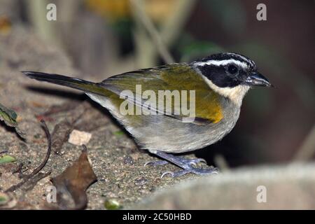 Brustspatzen (Arremon taciturnus), Weibchen im Wald, Brasilien Stockfoto