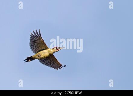 Grünspecht (Picus viridis), Erwachsener im Flug gegen blauen Himmel, Niederlande Stockfoto