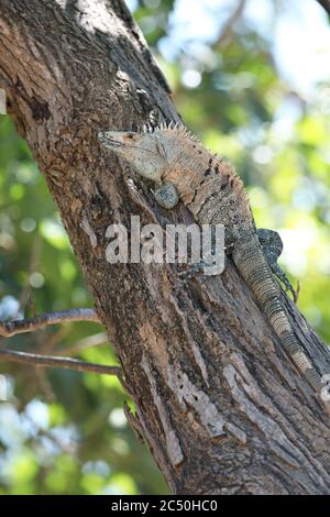 Schwarzer Leguan (Ctenosaura similis), auf einem Baumstamm, Costa Rica Stockfoto