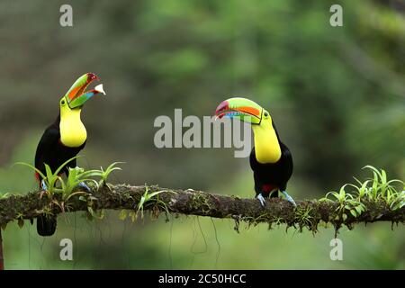 Kielschnabel-Tukan (Ramphastos sulfuratus), zwei Kielschnabel-Tukane halten zusammen auf einem Zweig und essen Bananen, Vorderansicht, Costa Rica, Boca Tapada Stockfoto