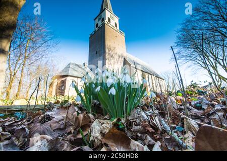 Riesenschneeglöckchen, großer Snodrop (Galanthus elwesii), blühend vor einer Kirche, Niederlande, Frisia, Wolvega Stockfoto