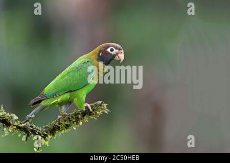 Brauner Kapuzenpapagei (Pinopsitta haematotis), Sitzbeine auf einem Zweig, Costa Rica, Boca Tapada Stockfoto