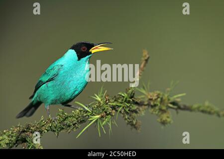 Grüner Honigbuntbarsch (Chlorophanes spiza), männliche Barsche auf einem Zweig, Costa Rica, Boca Tapada Stockfoto