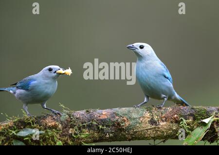 Blaugrauer Tanager (Thraupis episcopus, Tangara episcopus), Paar Barsch auf einem Zweig einer Futterbanane, Costa Rica, Boca Tapada Stockfoto