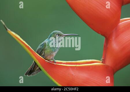 Scaly-breasted Kolibri (Phaeochroa cuvierii), sitzt auf einem Heliconia, Costa Rica, Sarapiqui Stockfoto