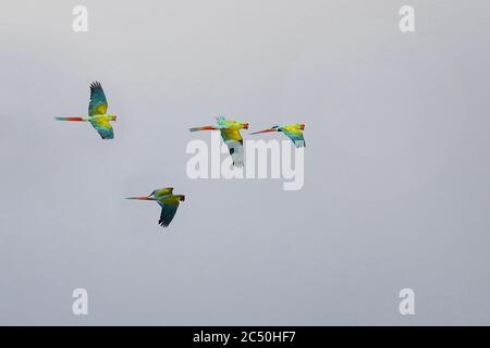 buffon-Ara, Büffelara (Ara ambiguus, Ara ambigua), Fluggruppe, Costa Rica, Boca Tapada Stockfoto