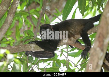 Manlegengeheulter (Alouatta palliata), ruhend auf einem Ast auf einem Baum, Costa Rica Stockfoto