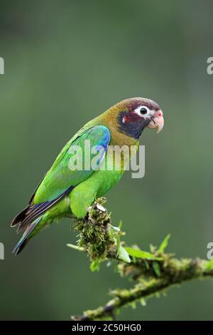 Brauner Kapuzenpapagei (Pinopsitta haematotis), Sitzbeine auf einem Zweig, Costa Rica, Boca Tapada Stockfoto