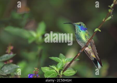 Kleine Veilchenschar (Colibri cyanotus), an einem Zweig, Costa Rica, Monteverde Stockfoto