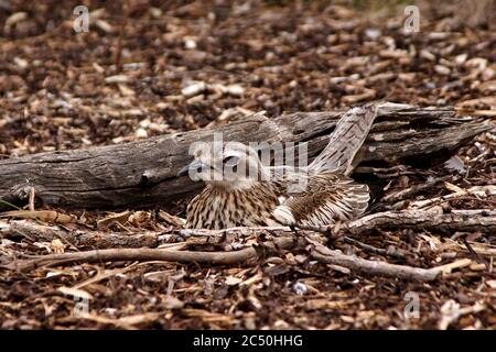 Bush Stein-Curlew, Bush Thick-Knee (Burhinus grallarius), auf seinem Nest sitzend, gut getarnt, Australien Stockfoto