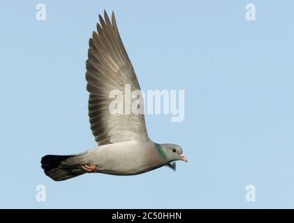 Taube (Columba oenas), fliegen gegen einen blauen Himmel, Niederlande, Noord-Brabant Stockfoto