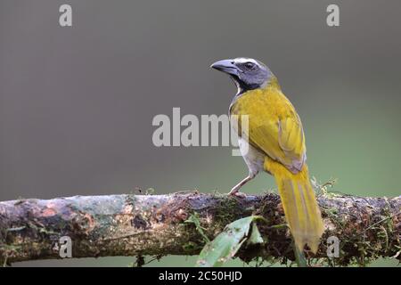 Blättersaltator (Saltator maximus), auf einer Zweigstelle, Costa Rica, Boca Tapada Stockfoto