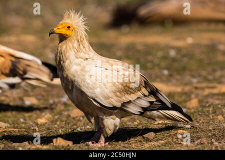 Ägyptischer Geier (Neophron percnopterus), auf dem Boden, Seitenansicht, Spanien, Extremadura Stockfoto