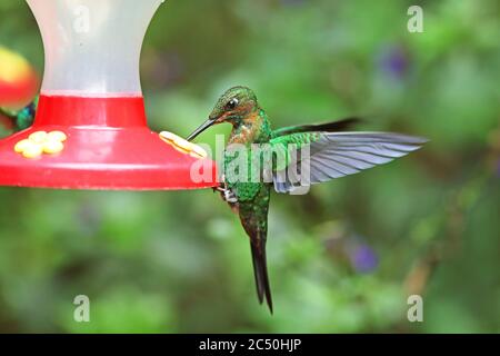 Grün-gekrönter Brillant (Heliodoxa jacula), junges Männchen am Vogelfutterhäuschen, Costa Rica, Monteverde Stockfoto