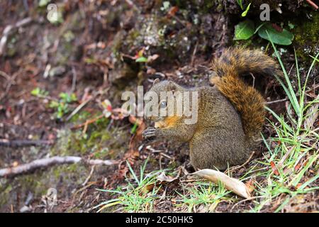 Rotes Buschhörnchen, Rotbauchiges Küstenhörnchen (Paraxerus palliatus), sitzt auf dem Boden Fütterung, Costa Rica, Poas Volcano National Park Stockfoto