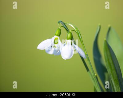 Riesensnowdrop, großer Snodrop (Galanthus elwesii), Blumen, Niederlande, Frisia, Wolvega Stockfoto